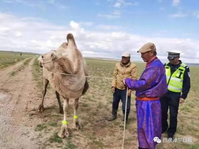 iç moğolistan bayannaoer develer için yansıtıcı bacak bandı takıyor